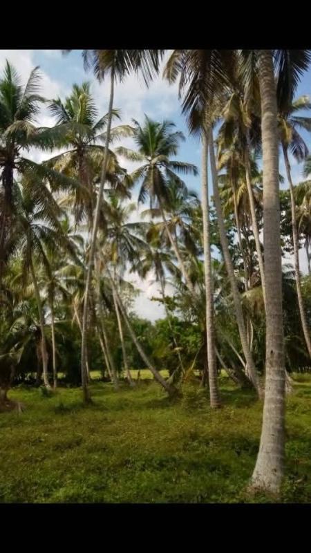 Agricultural Land for Sale in Divulapitiya