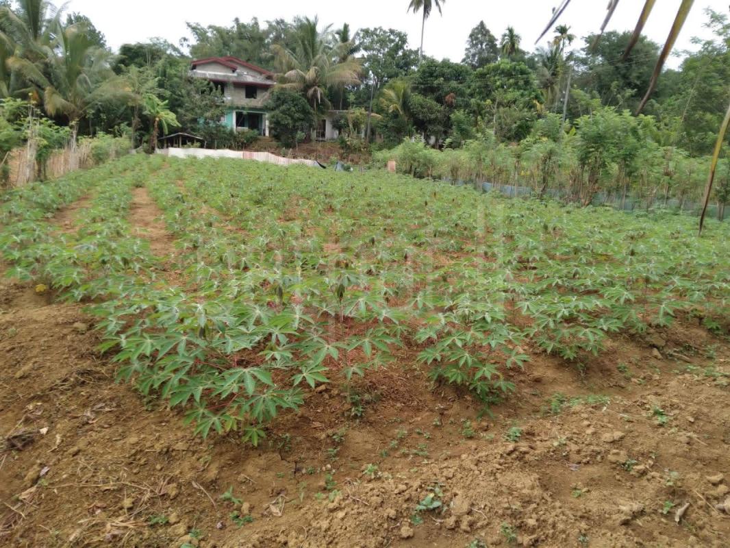 Agricultural Land for Sale in Gampola