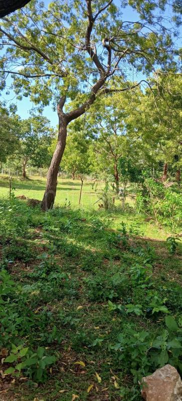 Residential Land for Sale in Kataragama