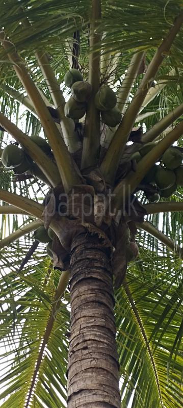 Residential Land for Sale in Puttalam ads-image-1