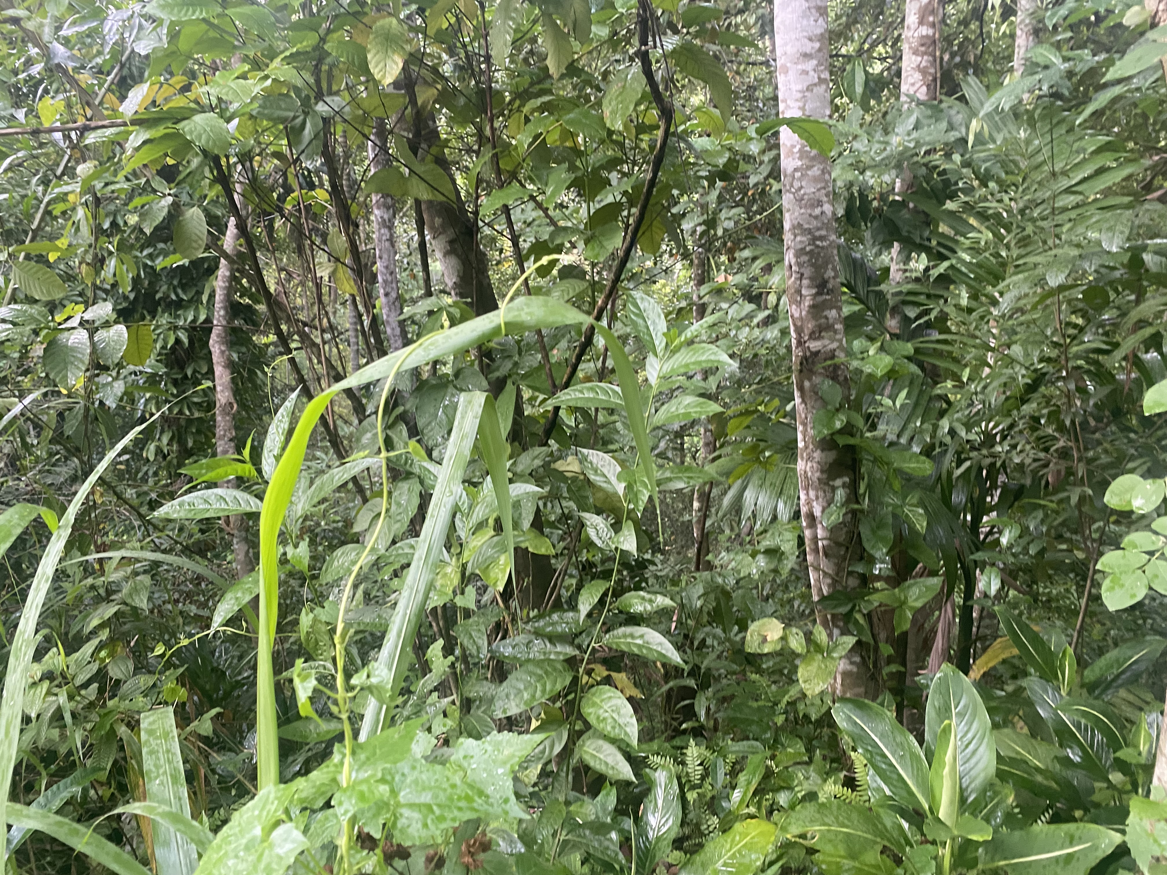 Commercial Land for Sale in Gampola