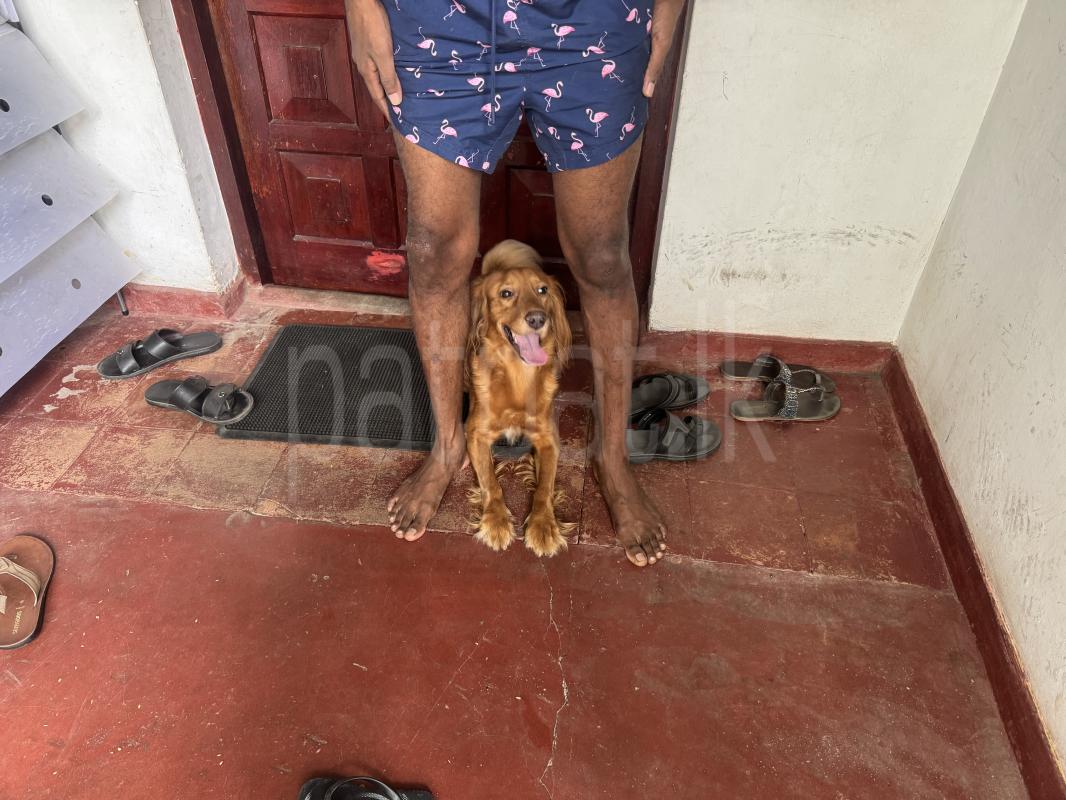 cocker spaniel For sell