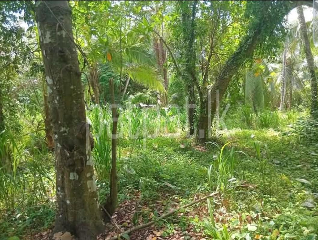 Agricultural Land for Sale in Pannala