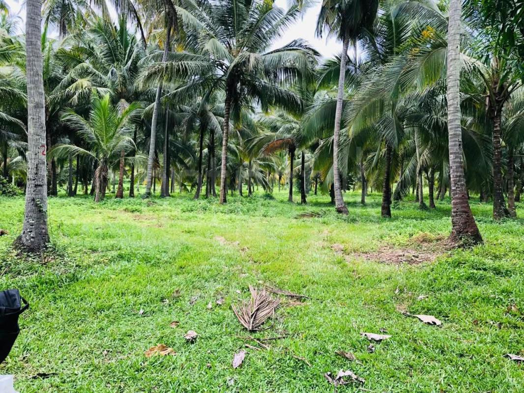Agricultural Land for Sale in Kurunegala