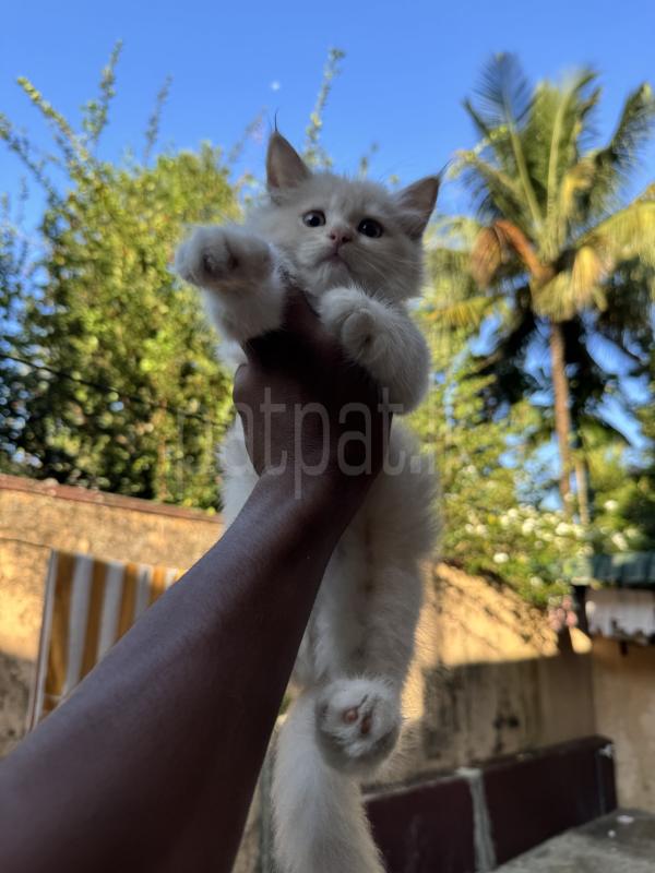 Persian cat