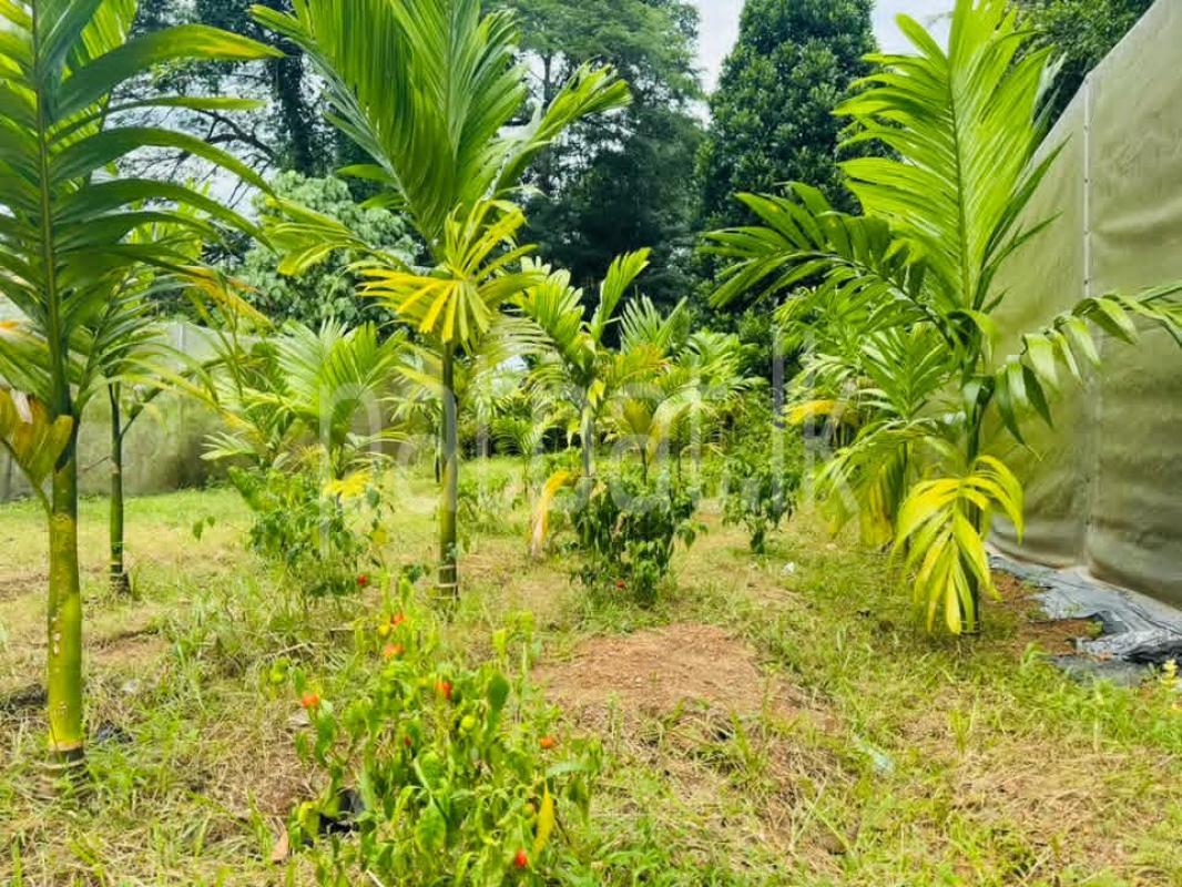 Residential Land for Sale in Nittambuwa