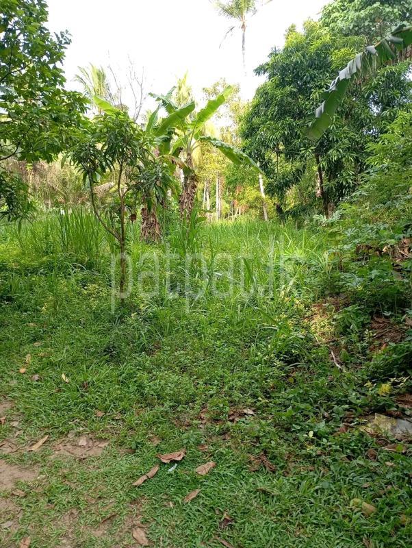 Agricultural Land for Sale in Maho