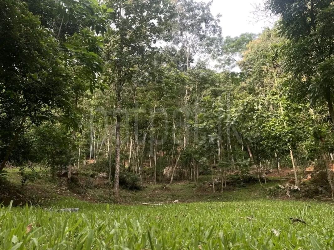 Agricultural Land for Sale in Rambukkana ads-image-1