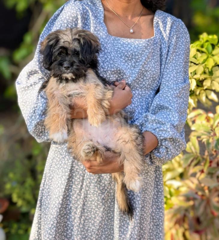 Puppy ads-image-1
