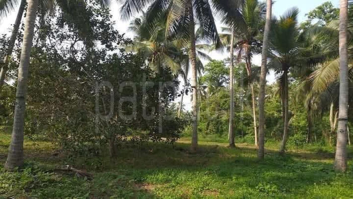 Agricultural Land for Sale in Kuliyapitiya
