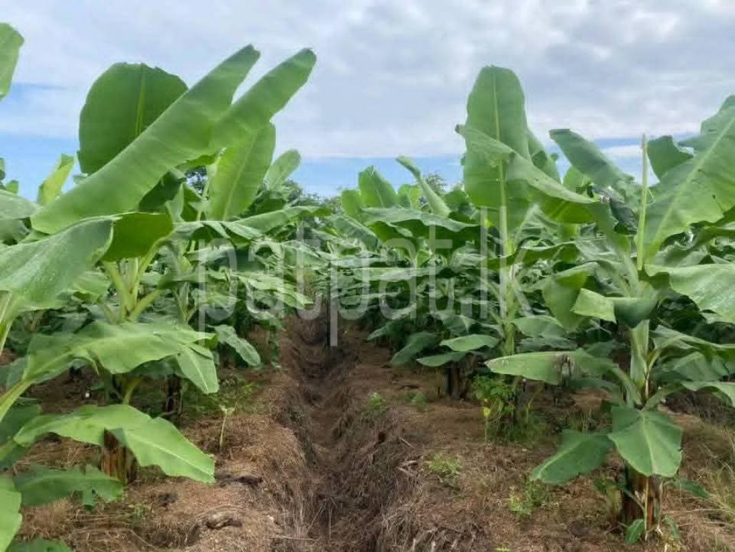 Agricultural Land for Sale in Katunayake