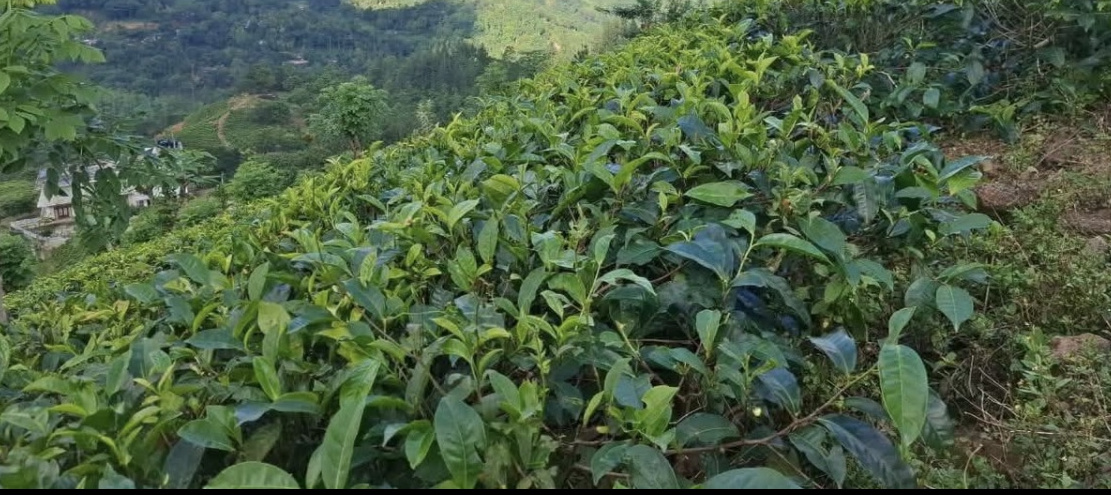 Agricultural Land for Sale in Kundasale