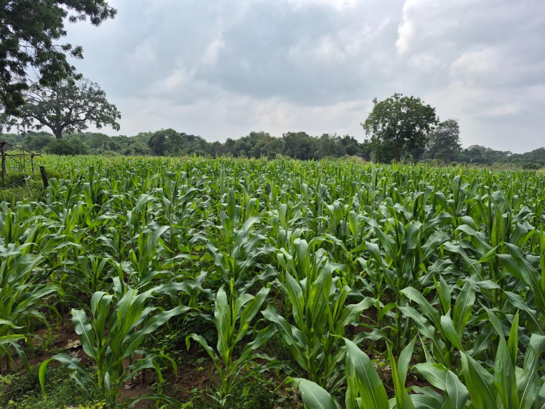 Residential Land for Sale in Anuradhapura