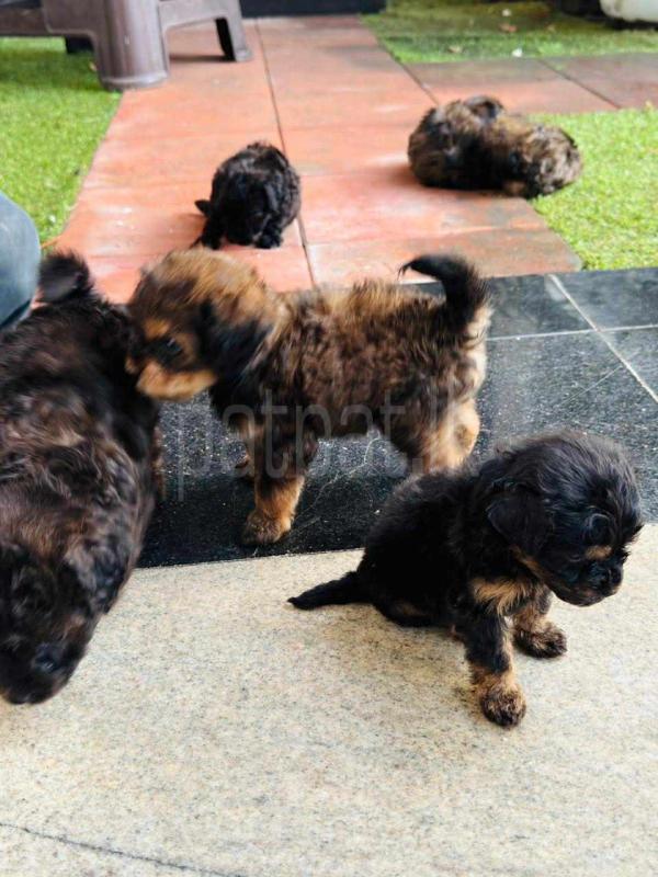 Advertisement image 4