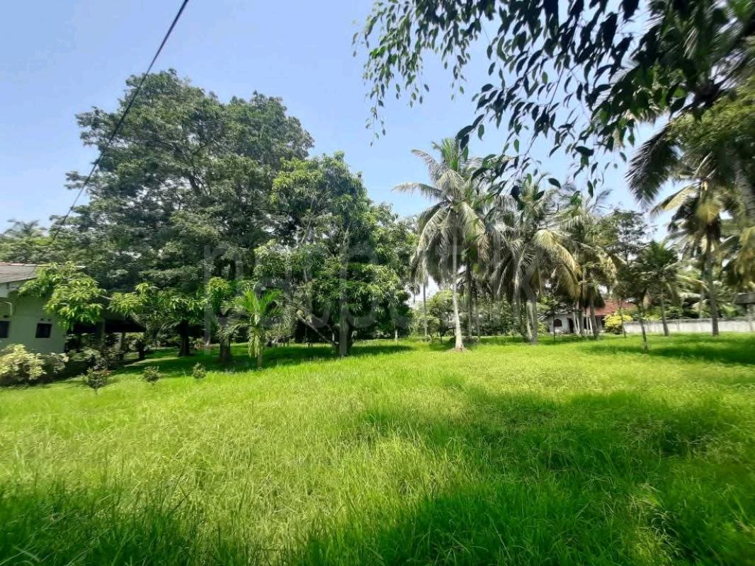 Agricultural Land for Sale in Mawathagama ads-image-1