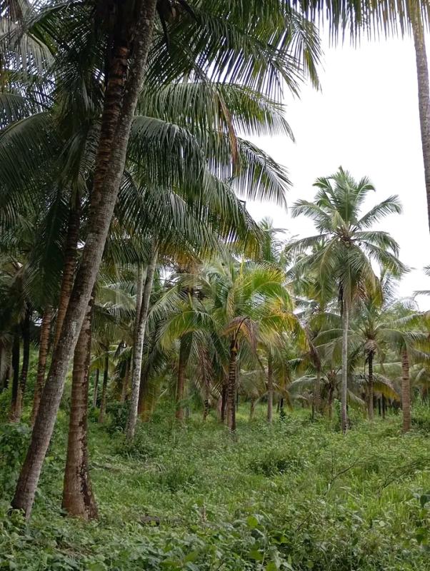 Commercial Land for Sale in Mutugala