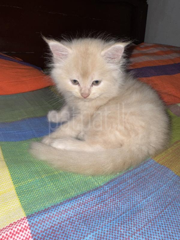 Persian cat