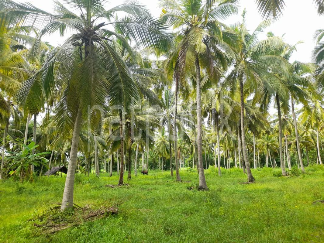 Agricultural Land for Sale in Hiripitiya