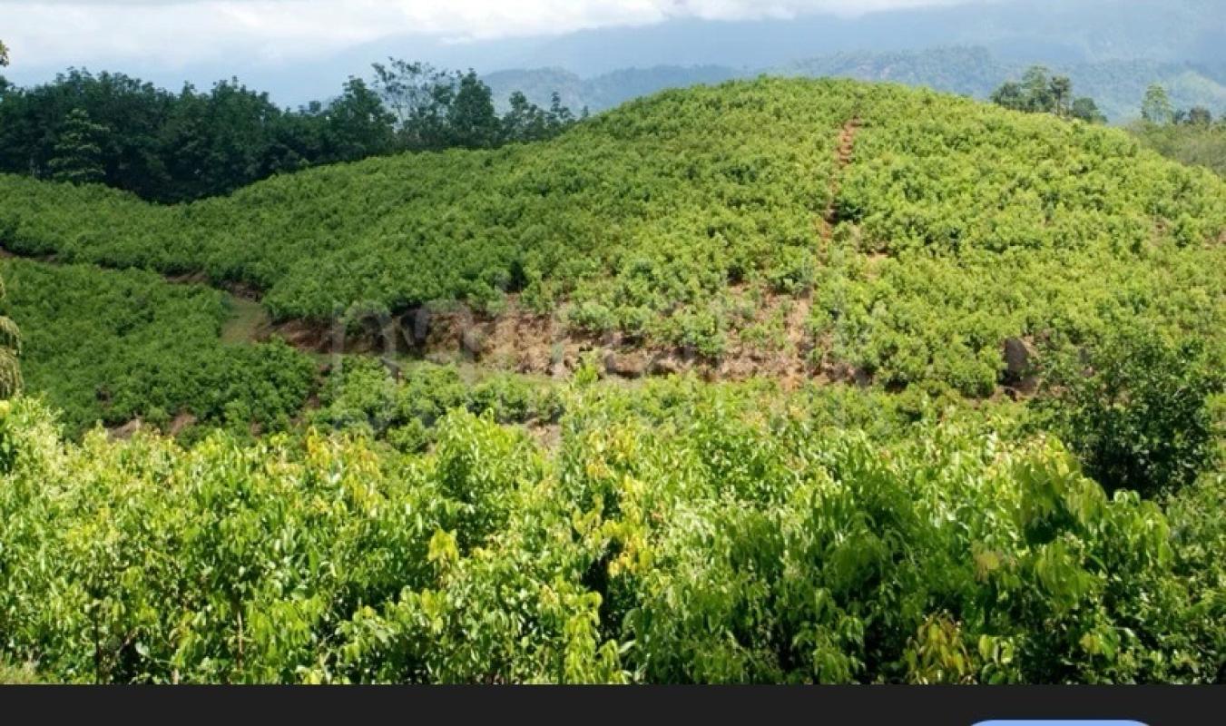 Agricultural Land for Sale in Hakmana ads-image-1