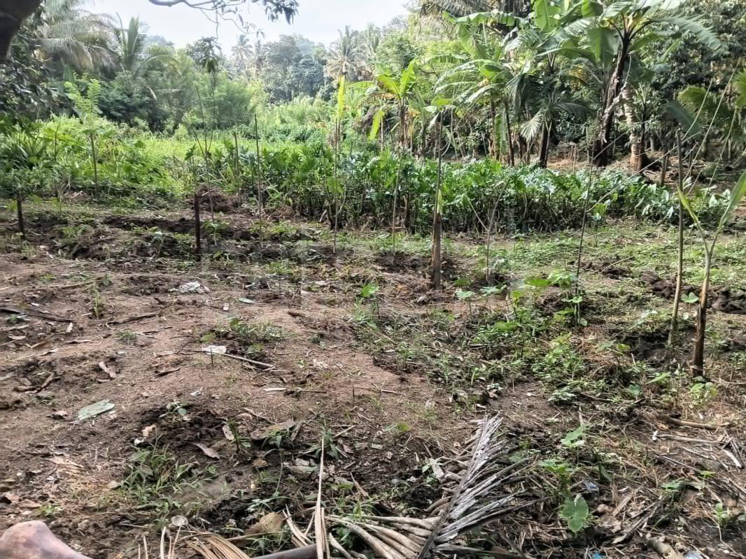 Agricultural Land for Sale in Nattarampotha