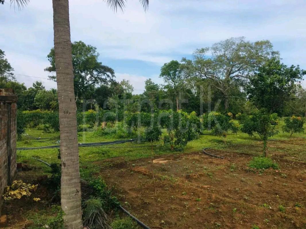 Agricultural Land for Sale in Maho