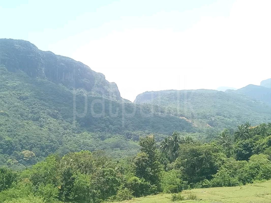 Agricultural Land for Sale in Melipitiya