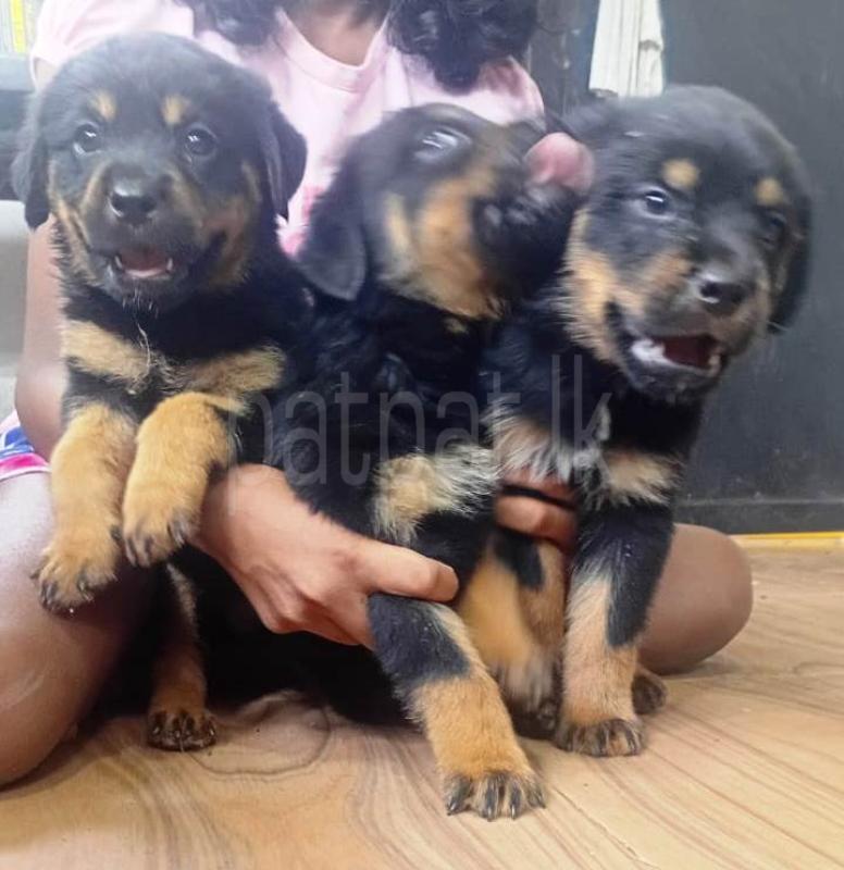 2 Months - Rottweiler Puppies for sale! ads-image-1
