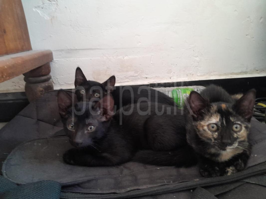 3  black male kittens given free
