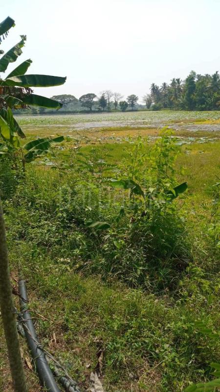 Agricultural Land for Sale in Weeraketiya
