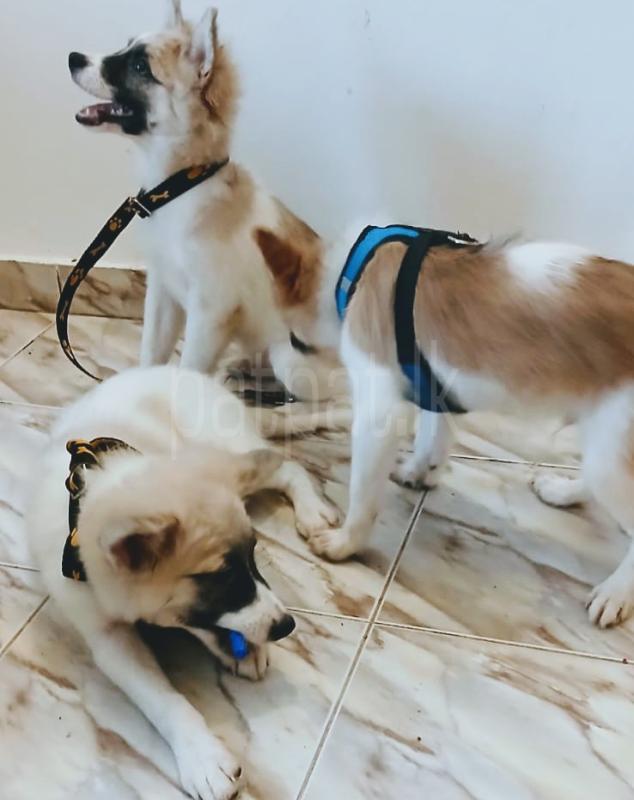Pomeranian male puppies