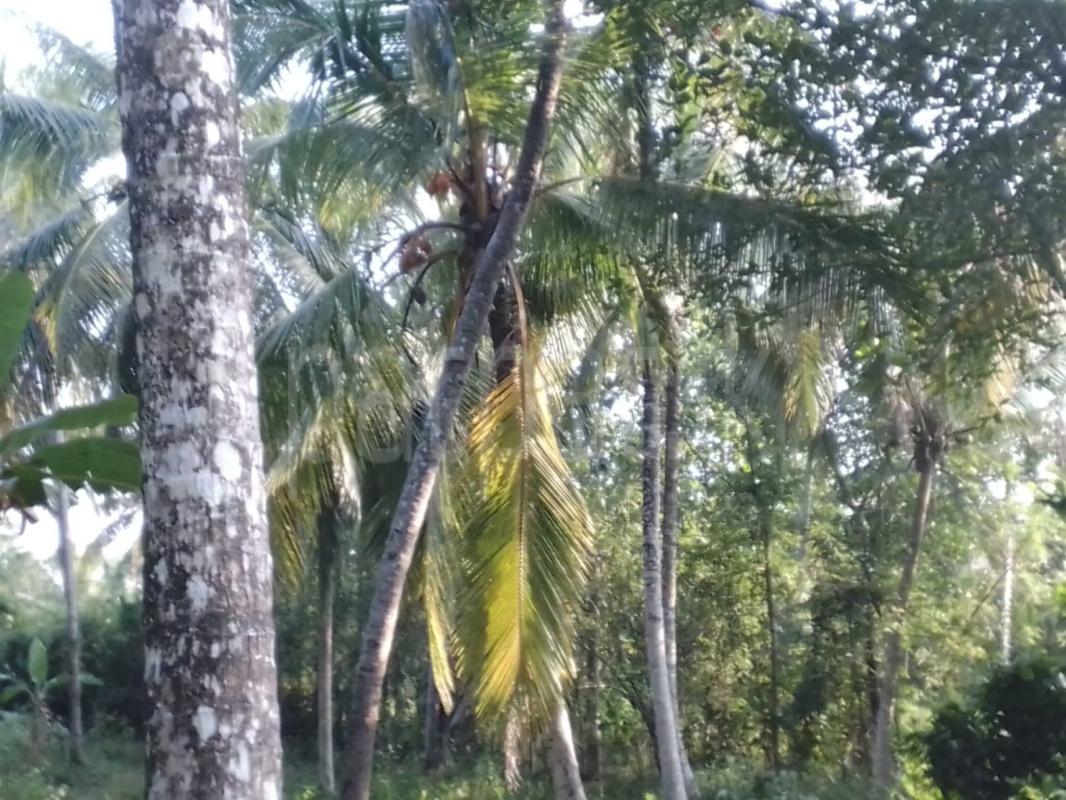 Agricultural Land for Sale in Mirigama ads-image-1