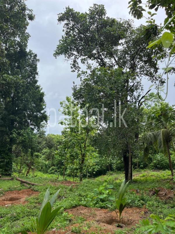 Residential Land for Sale in Dikwella ads-image-1
