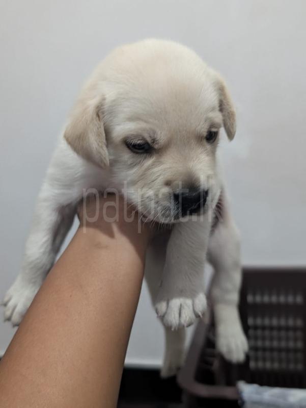 premium-listing-image