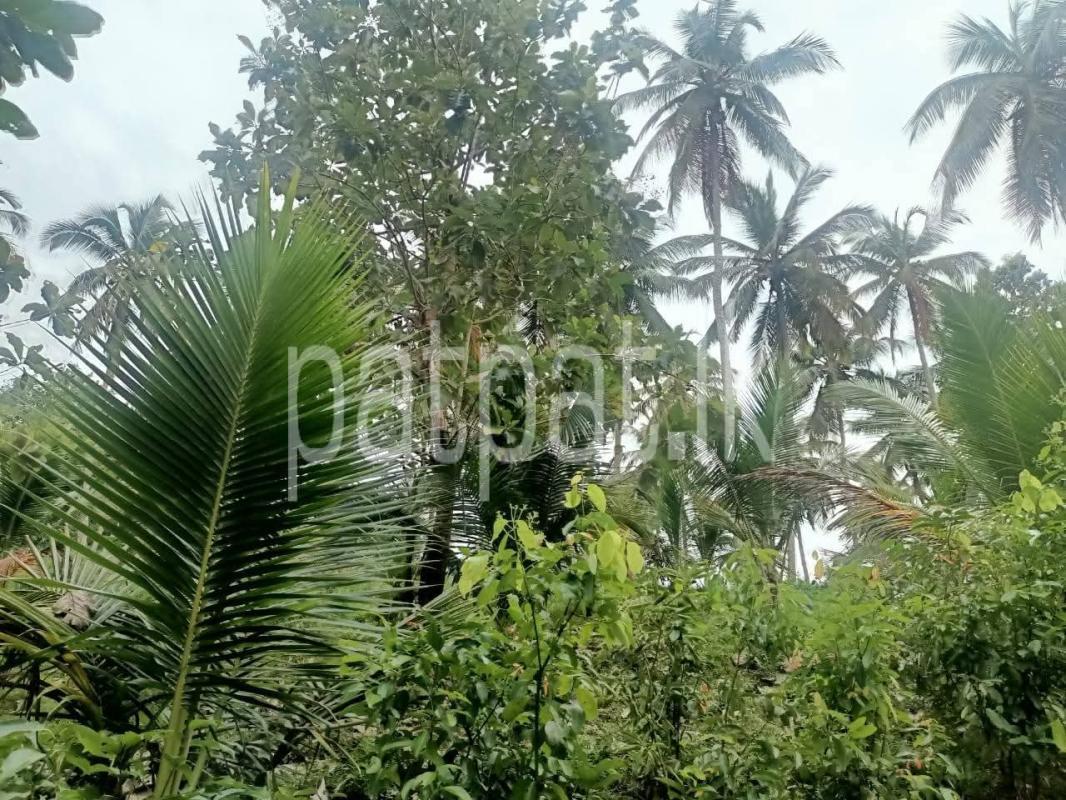 Agricultural Land for Sale in Walasmulla