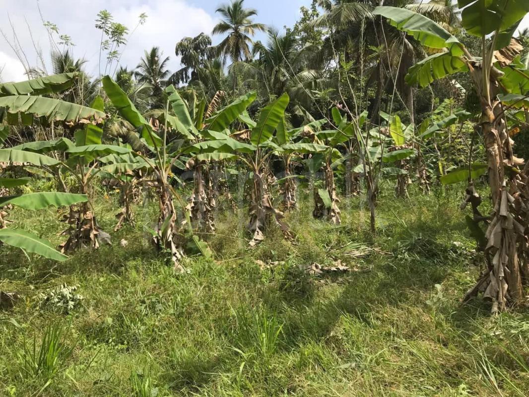 Commercial Land for Sale in Bingiriya