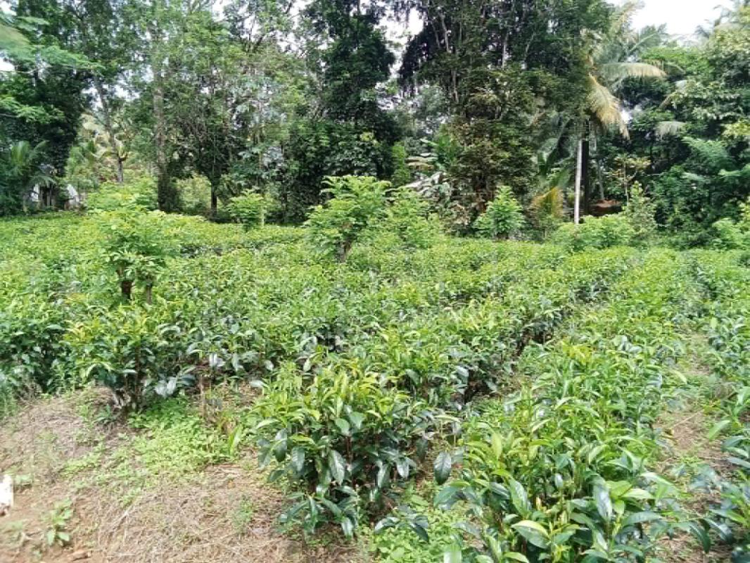 Agricultural Land for Sale in Deniyaya