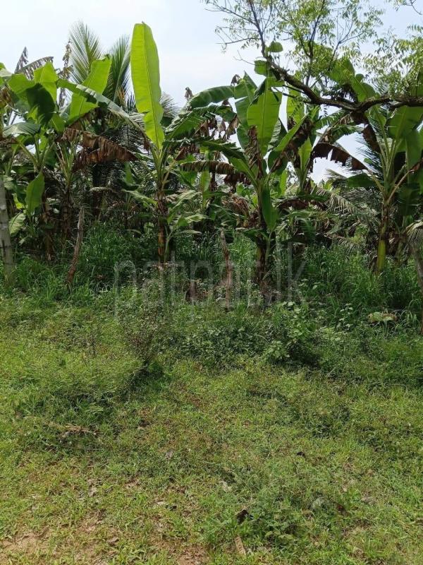 Agricultural Land for Sale in Anuradhapura