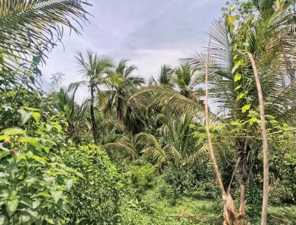 Agricultural Land for Sale in Weliveriya