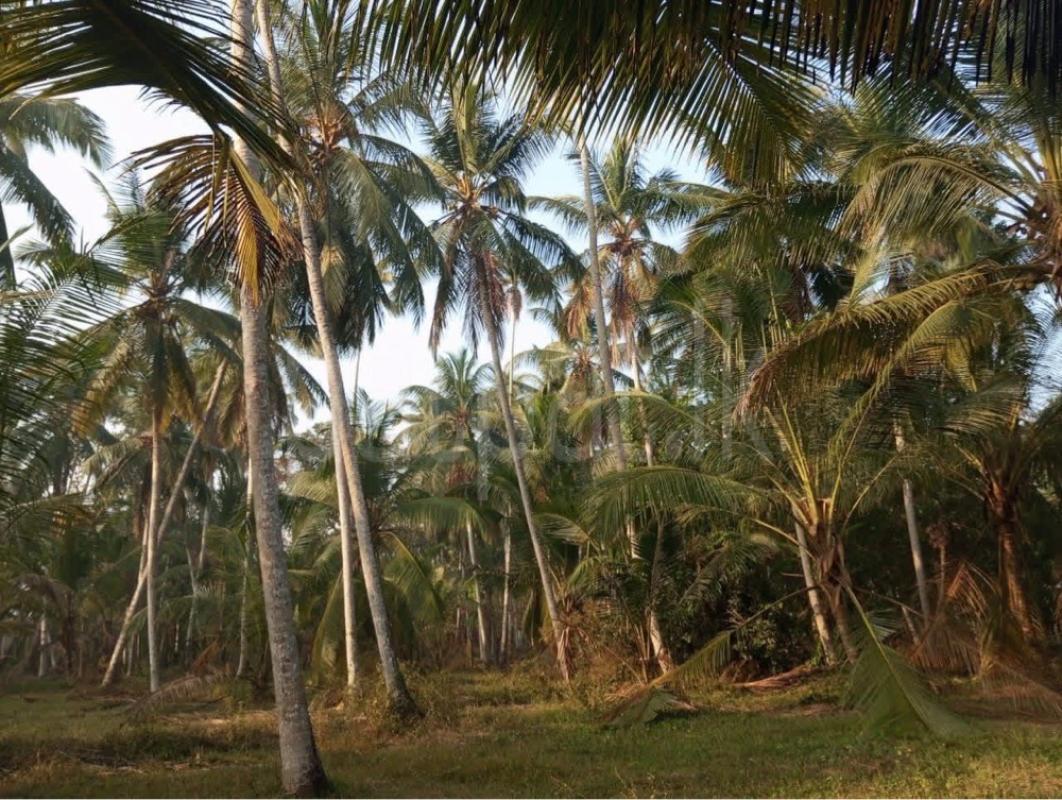 Agricultural Land for Sale in Gampaha