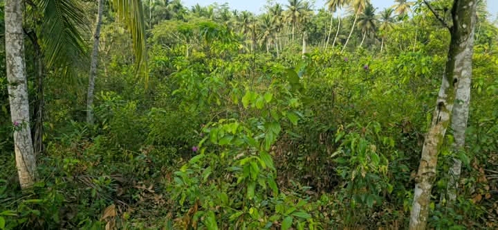 Commercial Land for Sale in Baddegama