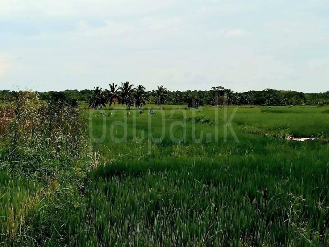 Agricultural Land for Sale in Sella Kataragama