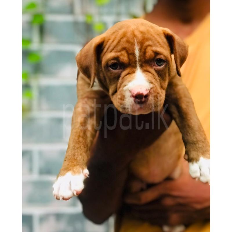 Top Quality American Bully Puppy XL