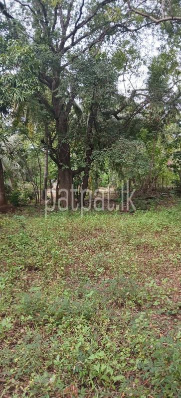 Residential Land for Sale in Kataragama