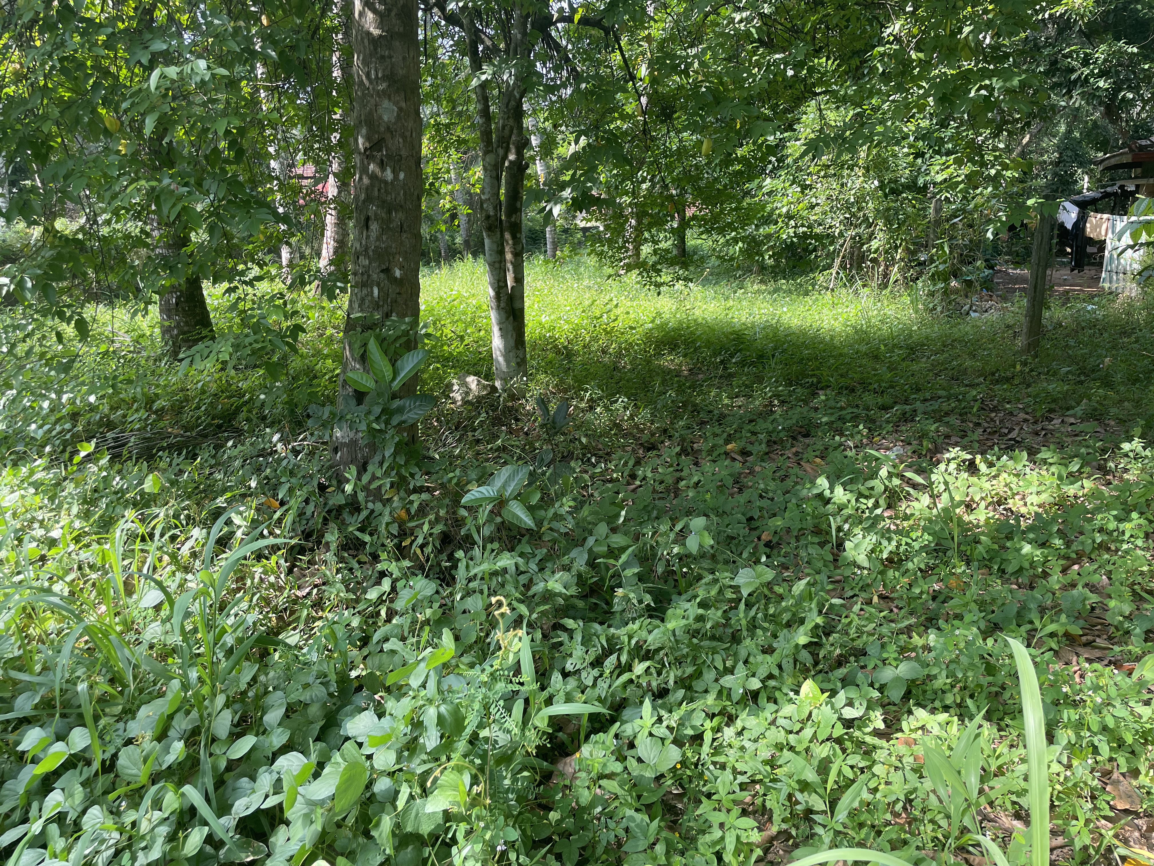 Commercial Land for Sale in Yakkala