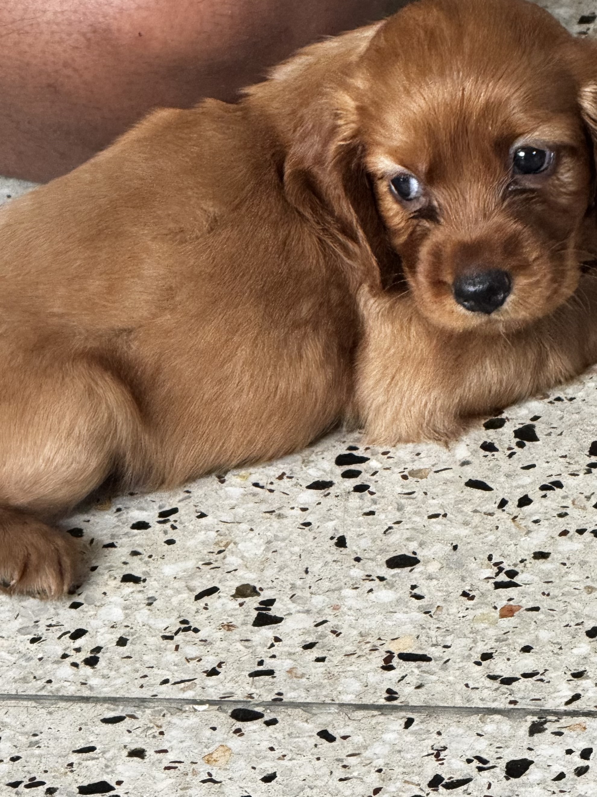 Cocker Spaniel Puppies