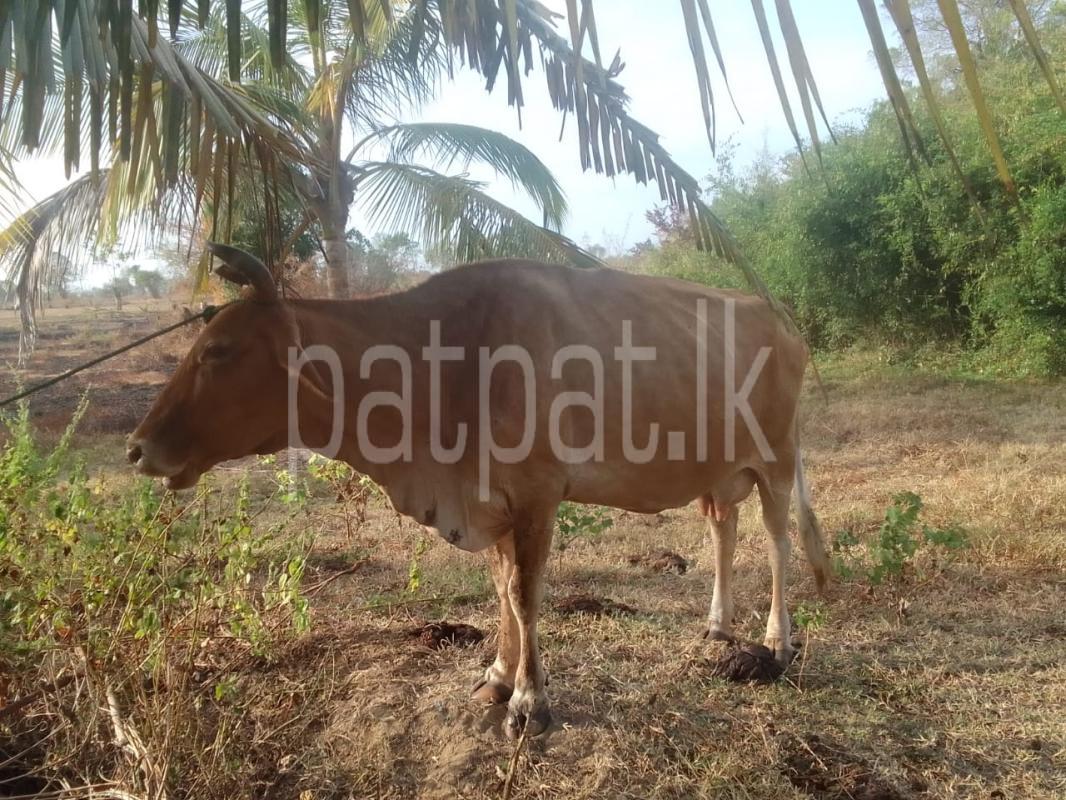 Advertisement image 1