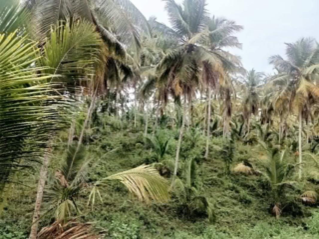 Agricultural Land for Sale in Walasmulla