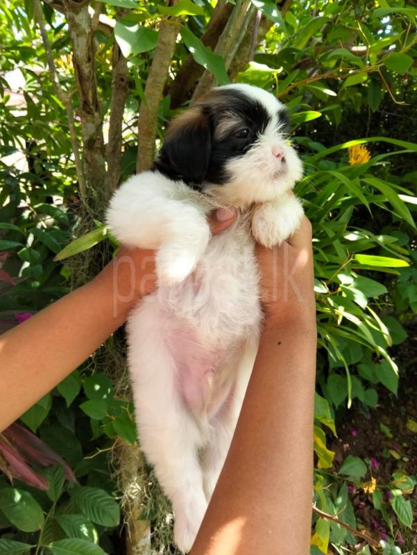 Advertisement image 5