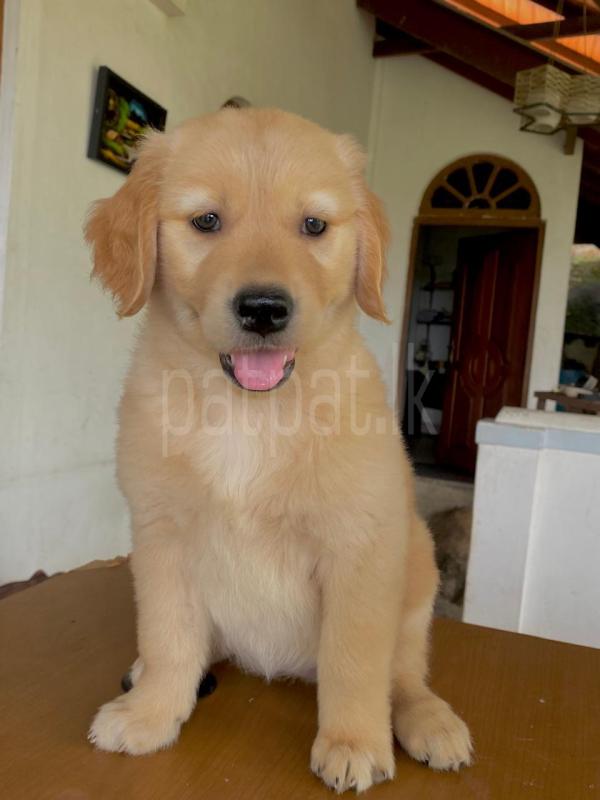Golden retriever puppy ads-image-1