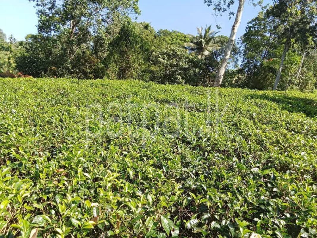 Agricultural Land for Sale in Deniyaya